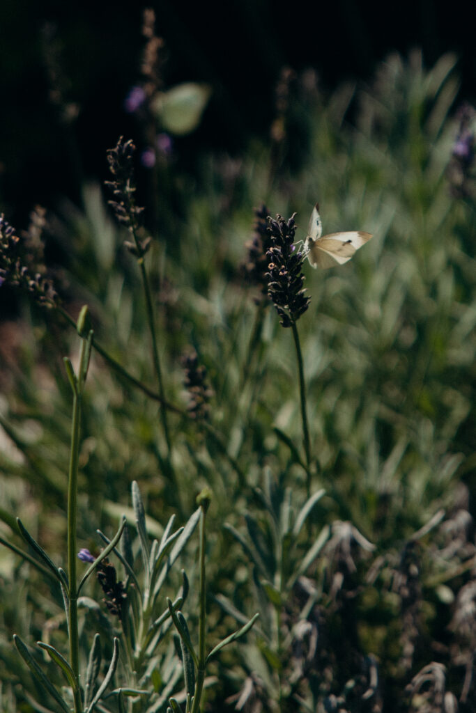 Butterfly at Mountainville Manor wedding