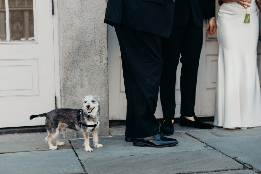 Wedding dog posing in NYC by NYC wedding photographer