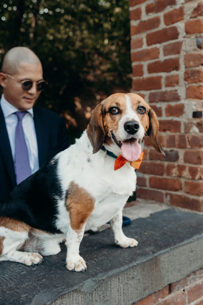 Dog Portraits at Celestine DUMBO by a Brooklyn Wedding Photographer