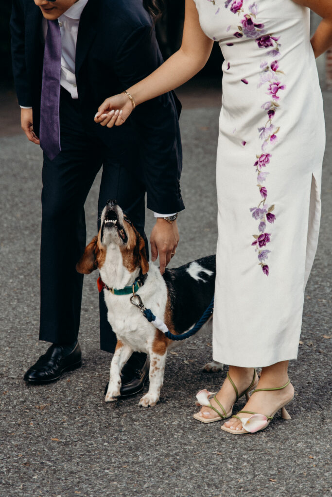 Dog Portraits at Celestine DUMBO by a Brooklyn Wedding Photographer