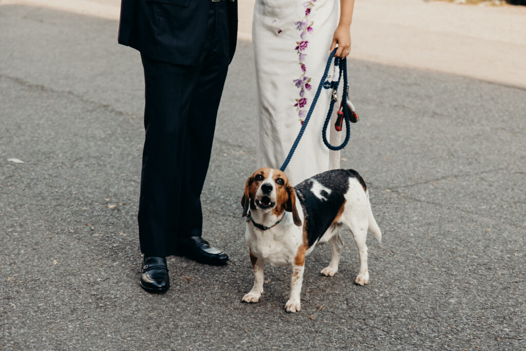 Dog photos at Celestine DUMBO by a Brooklyn Wedding Photographer
