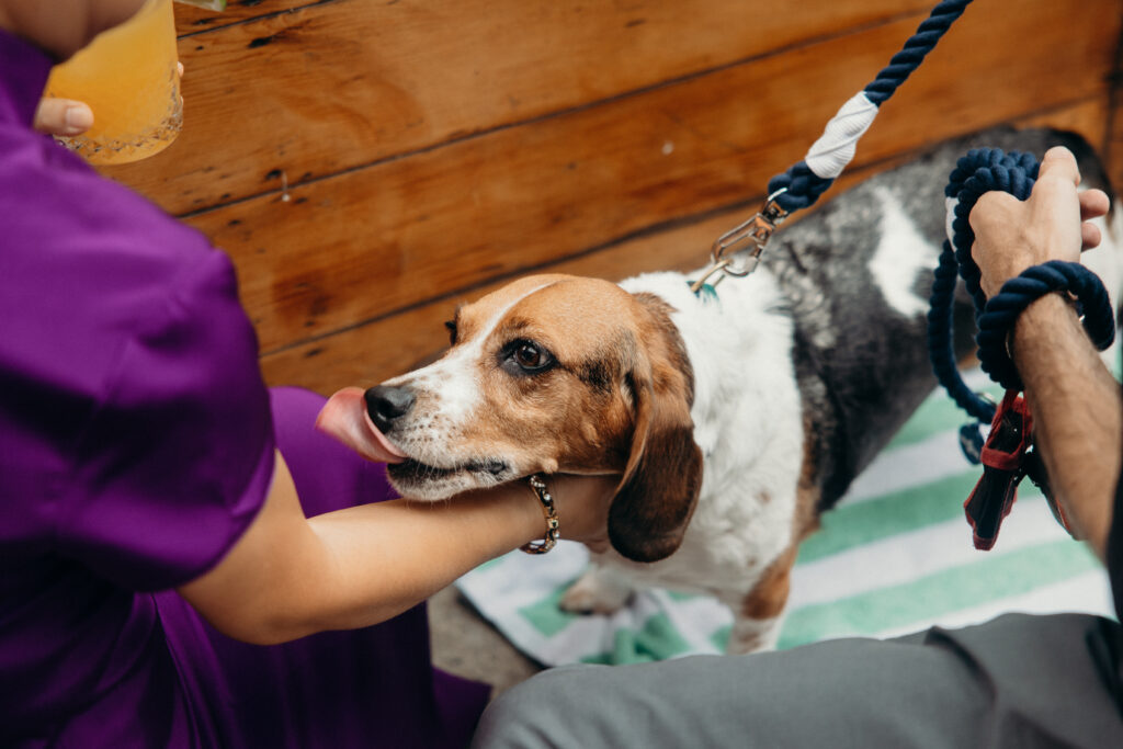 Wedding guests playing with a dog at a Celestine DUMBO wedding reception