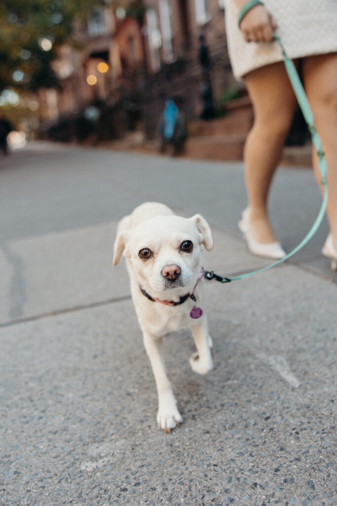Couple portraits with their dog by a Brooklyn elopement photographer