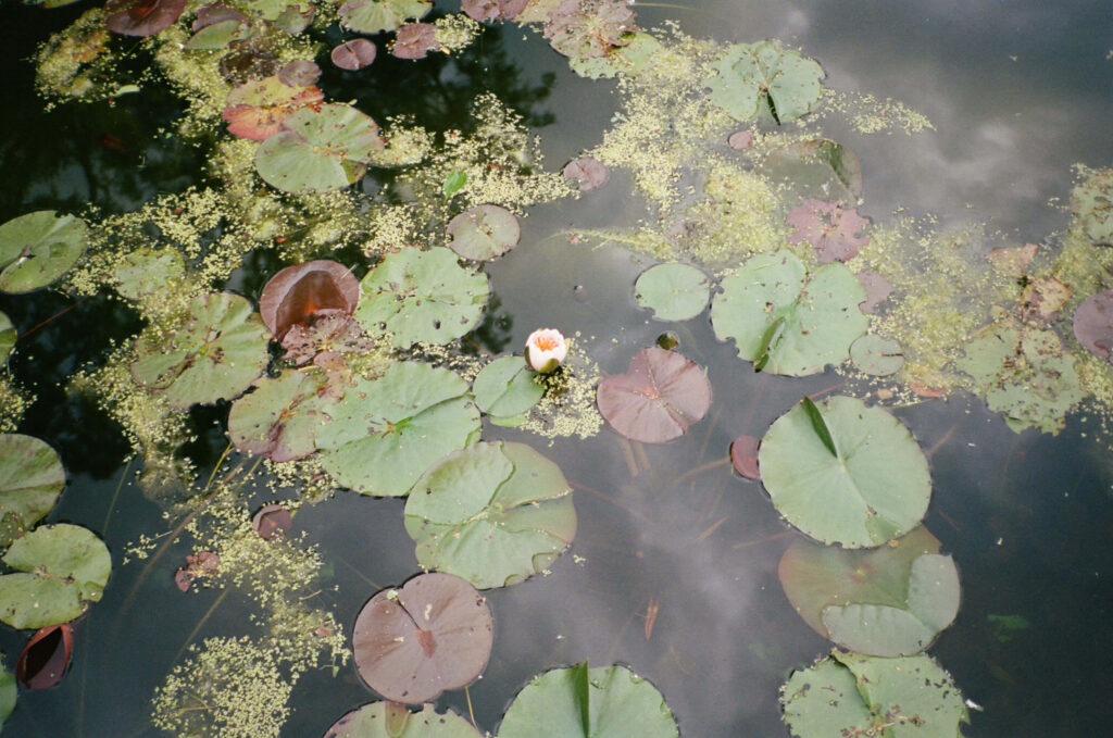 Lily pads floating in the reflecting pool at The Ashford Estate