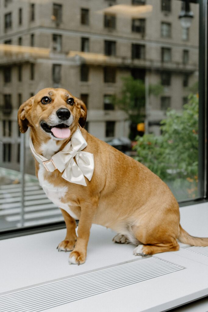 Dog portraits at Le Bilboquet by a Manhattan wedding photographer