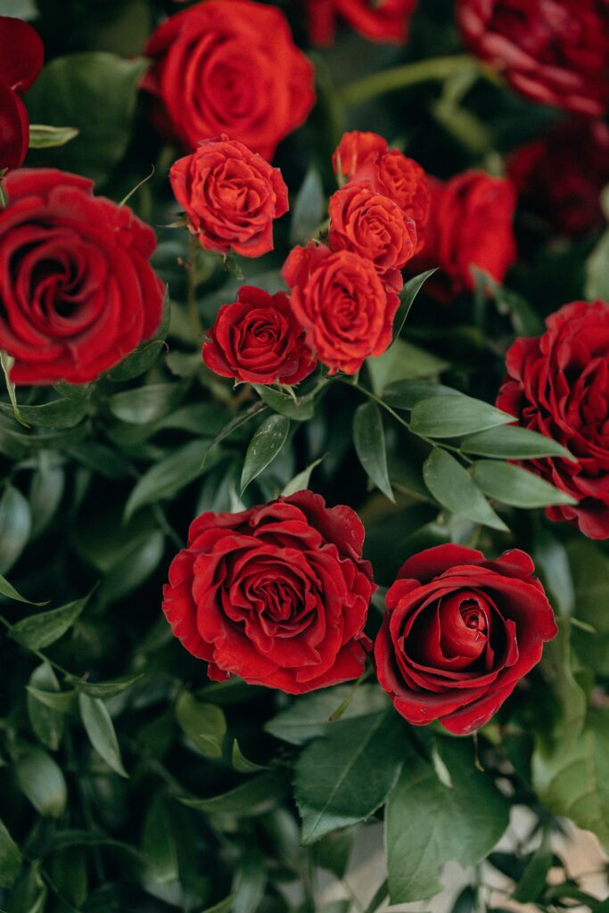 Close-up view of vibrant red rose floral arrangements at Perona Farms